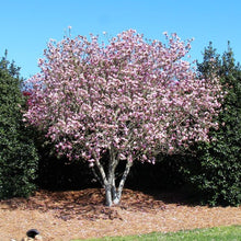 Load image into Gallery viewer, Magnolia | Jane