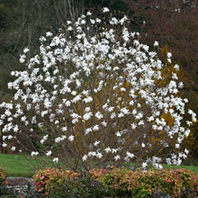 Load image into Gallery viewer, Magnolia | Waterlily