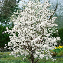 Load image into Gallery viewer, Magnolia | Merrill