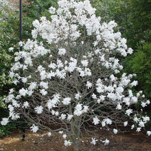 Load image into Gallery viewer, Magnolia | Stellata