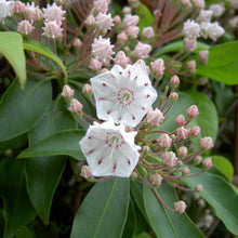 Load image into Gallery viewer, Kalmia latifolia | Mountain Laurel