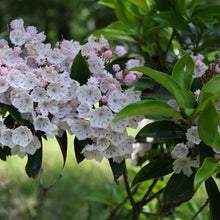 Load image into Gallery viewer, Kalmia latifolia | Mountain Laurel