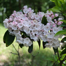 Load image into Gallery viewer, Kalmia latifolia | Mountain Laurel