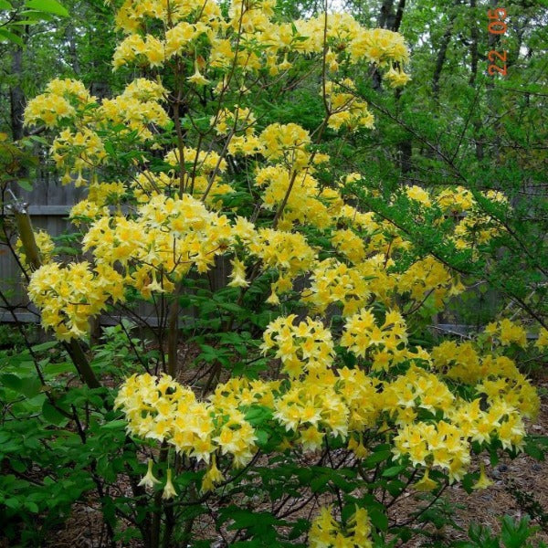 Mollis Azalea | Narcissiflorum
