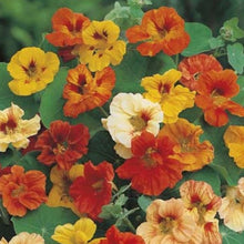 Load image into Gallery viewer, Nasturtium 'Double Jewel' | Vintage Heirloom Seeds
