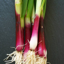 Load image into Gallery viewer, Onion 'Japanese Red Beard' | Vintage Heirloom Seeds