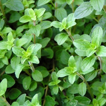 Load image into Gallery viewer, Oregano 'Common' | Vintage Heirloom Seeds