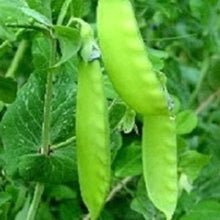 Load image into Gallery viewer, Snow Pea 'Oregon' | Vintage Heirloom Seeds