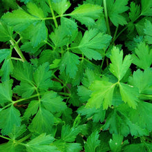 Load image into Gallery viewer, Parsley 'Italian'  | Vintage Heirloom Seeds