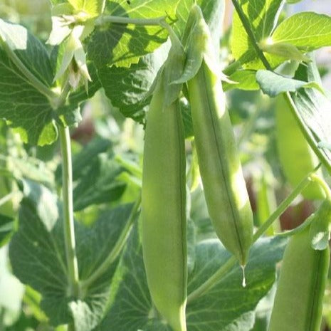 Peas 'Snap Sugar Bon' | Vintage Heirloom Seeds