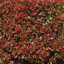 Load image into Gallery viewer, Photinia shrub, Rubens.