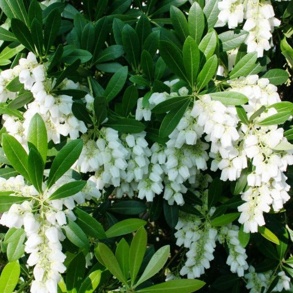 Pieris 'Temple Bells', evergreen shrub with glossy green foliage and clusters of bell-shaped pure-white flowers.