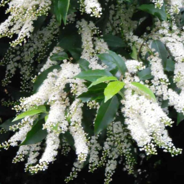 'Portugal Laurel' evergreen shrub with dark-green glossy foliage and hanging clusters of small white flowers.