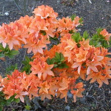 Load image into Gallery viewer, Mollis Azalea 'Queen Emma', deciduous shrub featuring bright-green foliage and ball-shaped trusses of orange-yellow blooms.