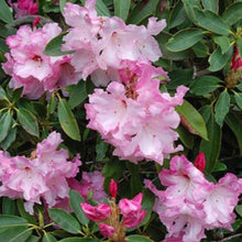 Load image into Gallery viewer, Rhododendron | Cotton Candy