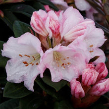 Load image into Gallery viewer, Rhododendron 'Bronze Wing', evergreen shrub with dark-green foliage and loose trusses of creamy-white flowers with frilly edges.