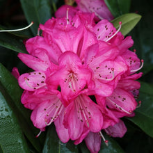 Load image into Gallery viewer, Rhododendron 'Sir Robert Peel', evergreen shrub with dark-green foliage and conical trusses of  bold, magenta-pink flowers.