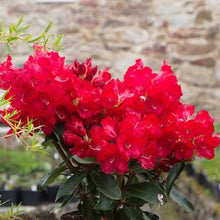 Load image into Gallery viewer, Rhododendron 'Halfdan Lem', evergreen shrub with glossy, green foliage and clusters of bright-red, wavy-edged flowers.