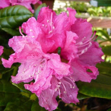 Load image into Gallery viewer, Rhododendron 'Rocket' pink flower truss