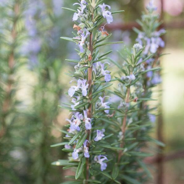 Rosemary plant Herb Cottage, evergreen with violet blue flowers.