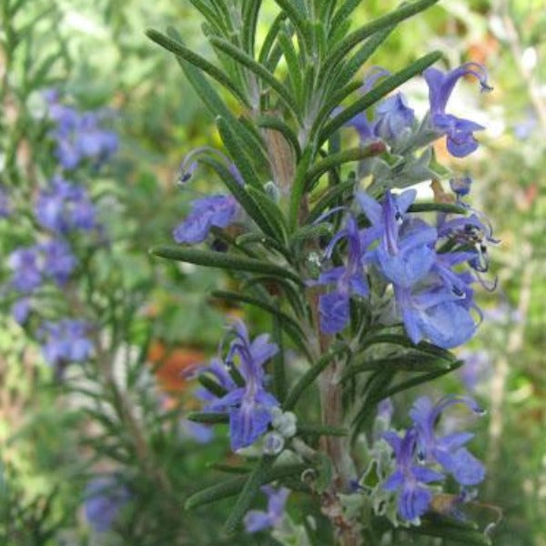 Rosemary plant 'Officinalis', evergreen with soft blue flowers.