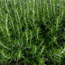 Load image into Gallery viewer, Rosemary 'Officinalis'