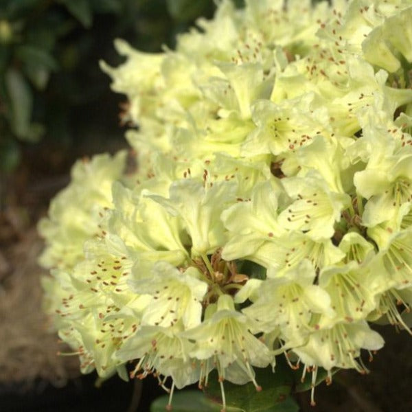 Rhododendron