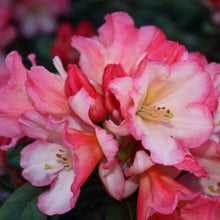 Load image into Gallery viewer, Rhododendron 'Sierra Sunset', evergreen shrub with dark-green foliage and trusses of frilly-edges soft-pink flowers with sunset-yellow throat.