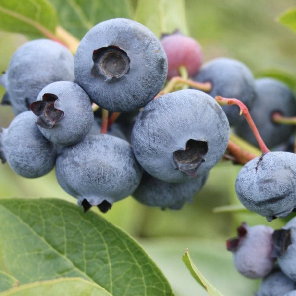 Blueberry 'Northland' Northern Highbush 
