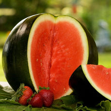 Load image into Gallery viewer, Watermelon 'Bush Sugar Baby' | Vintage Heirloom Seeds