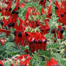Load image into Gallery viewer, Seed Kit | Grow Your Own