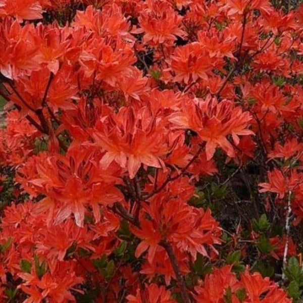 Mollis Azalea 'Teniers', deciduous shrub featuring bright-green foliage and fragrant double blooms in light-orange.