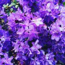 Load image into Gallery viewer, Rhododendron 'Florence Mann', evergreen shrub with dark-green foliage and clusters of small lavender-blue flowers.