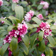 Load image into Gallery viewer, Pink flowering Daphne shrub, Odora.