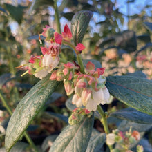 Load image into Gallery viewer, Blueberry &#39;Misty&#39; Southern Highbush 
