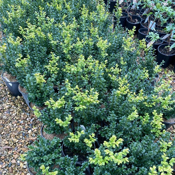 Buxus-English Box evergreen hedging plant