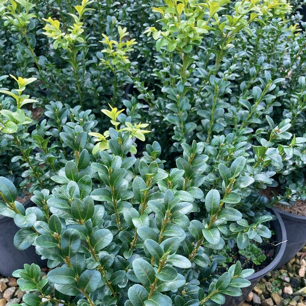 Buxus-English Box evergreen hedging plant