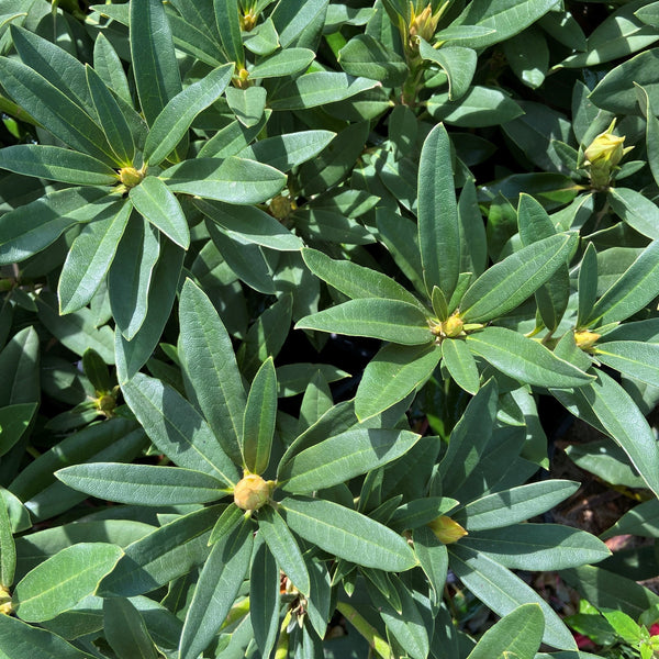 Rhododendron Fireman Jeff green foliage