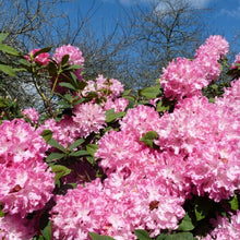 Load image into Gallery viewer, Rhododendron Pierre Moser large star shaped pink flowers
