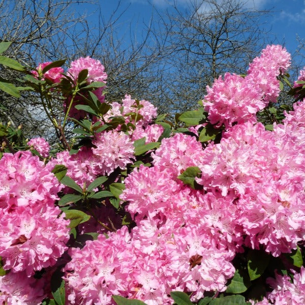 Rhododendron Pierre Moser large star shaped pink flowers