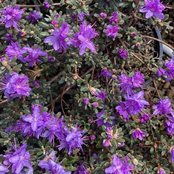 Rhododendron 'Impeditum', evergreen dwarf shrub with tiny bright-green foliage and masses of small, light-purple blooms.