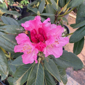 Rhododendron 'Mundai' Deep green foliage and trusses of magenta pink flowers