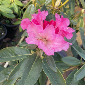 Rhododendron 'Mundai' Deep green foliage and trusses of magenta pink flowers