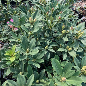 Rhododendron Pierre Moser green foliage