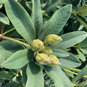 Rhododendron Pierre Moser in bud