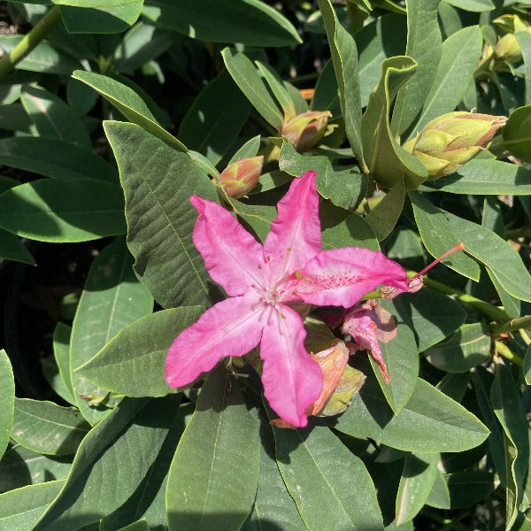 Rhododendron Pierre Moser young flowers and bud