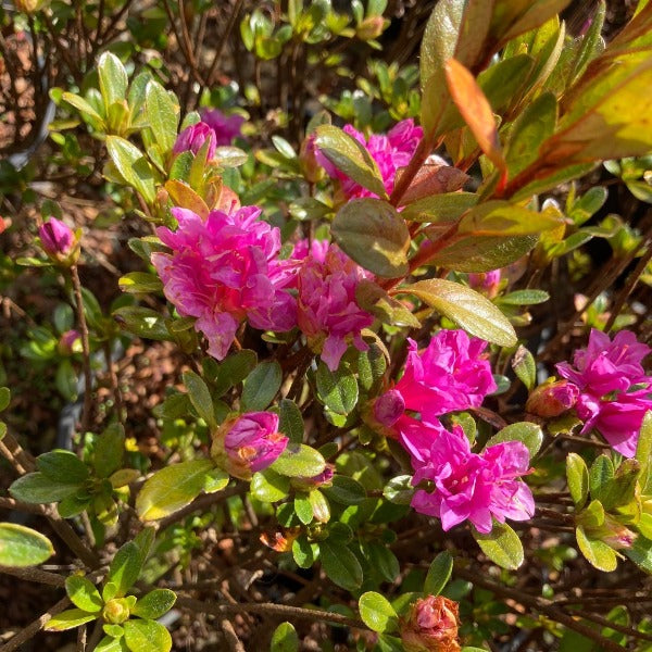 Azalea Pixie, mid-green foliage and hot pink flowers