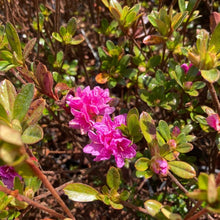 Load image into Gallery viewer, Azalea Pixie, mid-green foliage and hot pink flowers
