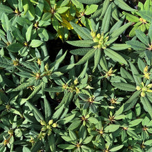 Load image into Gallery viewer, Rhododendron Ross Maude green foliage
