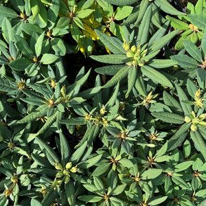 Rhododendron Ross Maude green foliage